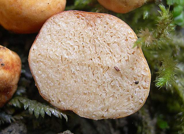 La  Flora  micologica  Alsaziana